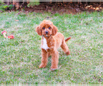 Small #3 Cavapoo (Miniature)