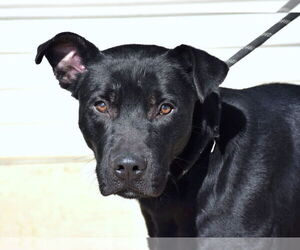 Labrador Retriever-Unknown Mix Dogs for adoption in Anniston, AL, USA