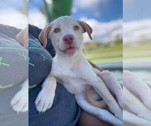 Labrador Retriever-Unknown Mix Dogs for adoption in MIDWAY, UT, USA