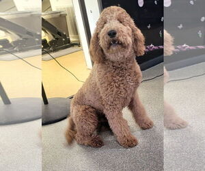 Goldendoodle Dogs for adoption in Glendale , AZ, USA