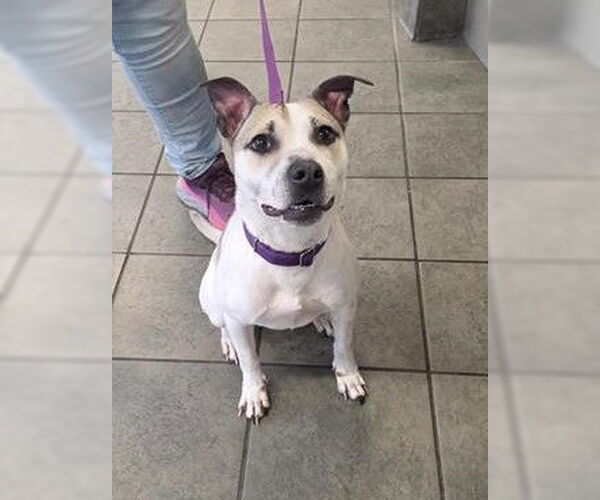 Medium Photo #2 Mutt Puppy For Sale in San Antonio, TX, USA