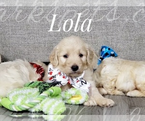 Goldendoodle Puppy for sale in CEDAR GAP, MO, USA