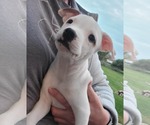 Small #2 American Pit Bull Terrier Mix