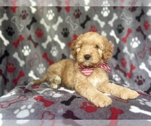 Cavapoo Puppy for sale in LAKELAND, FL, USA