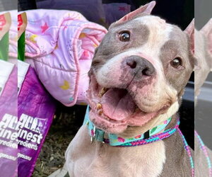 Betty - Female American Staffordshire Terrier Dog for Adoption - Photo #4