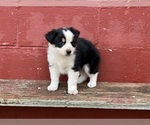 Puppy Puppy 4 Miniature Australian Shepherd