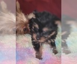 Small Photo #279 Yorkshire Terrier Puppy For Sale in AKRON, OH, USA