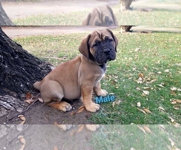 Medium Photo #3 Boerboel Puppy For Sale in BAKERSFIELD, CA, USA