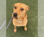 Small #1 Labrador Retriever Mix