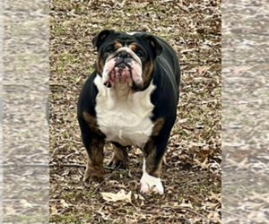 Mother of the English Bulldog puppies born on 05/24/2025