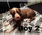 Small Photo #16 American Pit Bull Terrier Puppy For Sale in CHICAGO, IL, USA