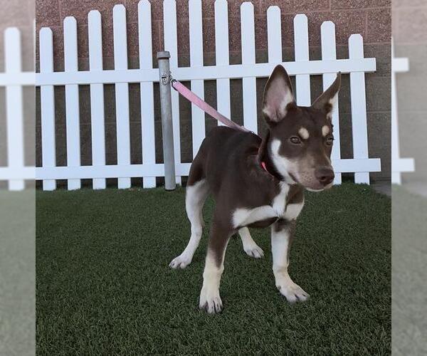 Medium Photo #1 Siberian Husky-Unknown Mix Puppy For Sale in Modesto, CA, USA