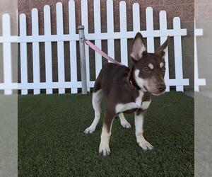 Siberian Husky-Unknown Mix Dogs for adoption in Modesto, CA, USA
