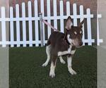 Small Siberian Husky Mix