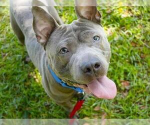 American Staffordshire Terrier-Unknown Mix Dogs for adoption in Tallahassee, FL, USA