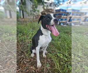 Boxer-Unknown Mix Dogs for adoption in The Woodlands, TX, USA