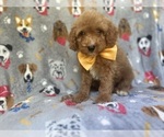 Small #2 Cavapoo