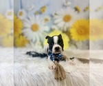 Small #4 Boston Terrier