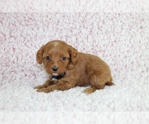 Medium Photo #2 Cavapoo Puppy For Sale in HOMELAND, CA, USA