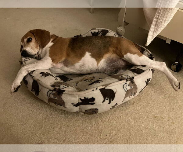 Medium Photo #2 Beagle Puppy For Sale in Tampa, FL, USA