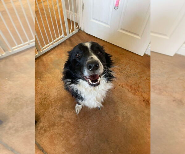 Medium Photo #2 Border Collie Puppy For Sale in Bolivar, MO, USA
