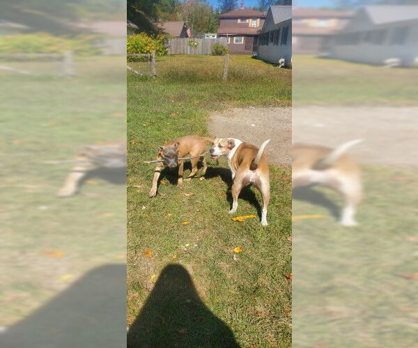 Medium Photo #4 Mutt Puppy For Sale in Sebec, ME, USA