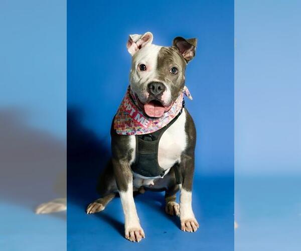 Medium Photo #2 American Pit Bull Terrier Puppy For Sale in West Valley, UT, USA