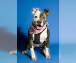 Small #1 American Pit Bull Terrier