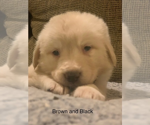 Medium Photo #26 Pyredoodle Puppy For Sale in MARION, IN, USA