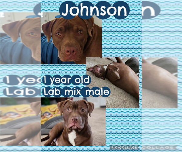 Medium Photo #2 Labrador Retriever-Unknown Mix Puppy For Sale in Jacksonville, NC, USA
