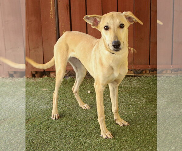 Medium Photo #2 Greyhound-Unknown Mix Puppy For Sale in Oakland Park, FL, USA