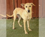 Small #1 Greyhound Mix
