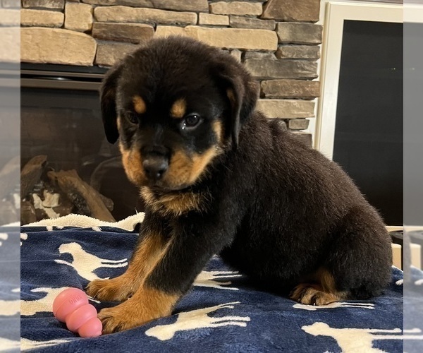 Medium Photo #3 Rottweiler Puppy For Sale in NOBLESVILLE, IN, USA