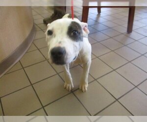 American Pit Bull Terrier Dogs for adoption in Ocala, FL, USA