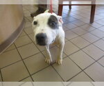 Small American Pit Bull Terrier