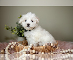 Small #2 Maltese