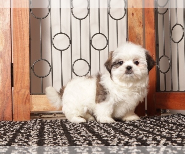Medium Photo #4 Shih Tzu Puppy For Sale in NAPLES, FL, USA