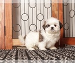 Small #3 Shih Tzu
