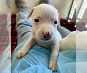 Mutt Dogs for adoption in Stockton, CA, USA