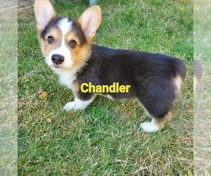 Medium Pembroke Welsh Corgi