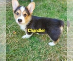 Puppy Chandler Pembroke Welsh Corgi
