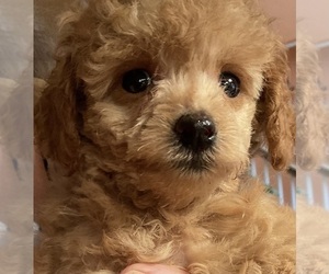 Poodle (Toy) Puppy for sale in MERRITT ISLAND, FL, USA