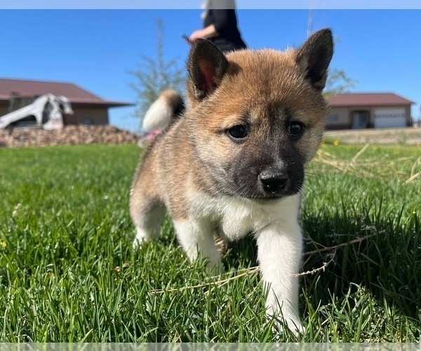 Medium Photo #4 Shiba Inu Puppy For Sale in COLORADO SPRINGS, CO, USA
