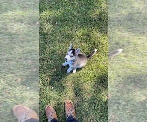 Siberian Husky Puppy for sale in AUSTIN, TX, USA