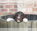 Small Photo #10 F2 Aussiedoodle Puppy For Sale in KINSTON, NC, USA