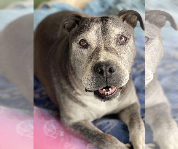 Medium Photo #6 American Pit Bull Terrier-Unknown Mix Puppy For Sale in Queen Creek, AZ, USA