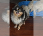 Small Photo #1 Pomeranian Puppy For Sale in DINWIDDIE, VA, USA