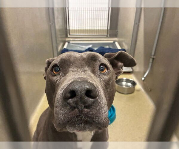 Medium Photo #1 Mutt Puppy For Sale in Rancho Cucamonga, CA, USA