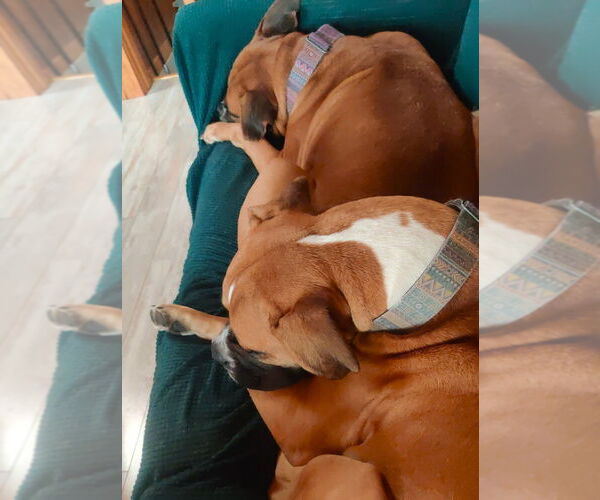 Medium Photo #3 Boxer Puppy For Sale in Austin, TX, USA