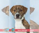 ROSCO - Male Labrador Retriever-Unknown Mix Dog for Adoption - Small photo